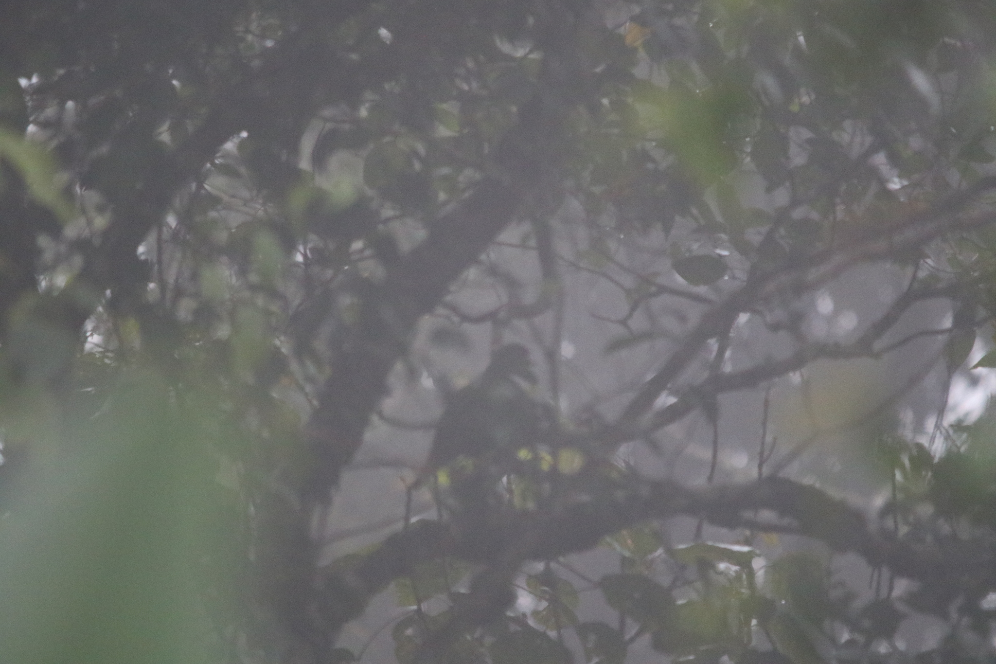White-bibbed Fruit Dove (Ptilinopus rivoli), photo 8