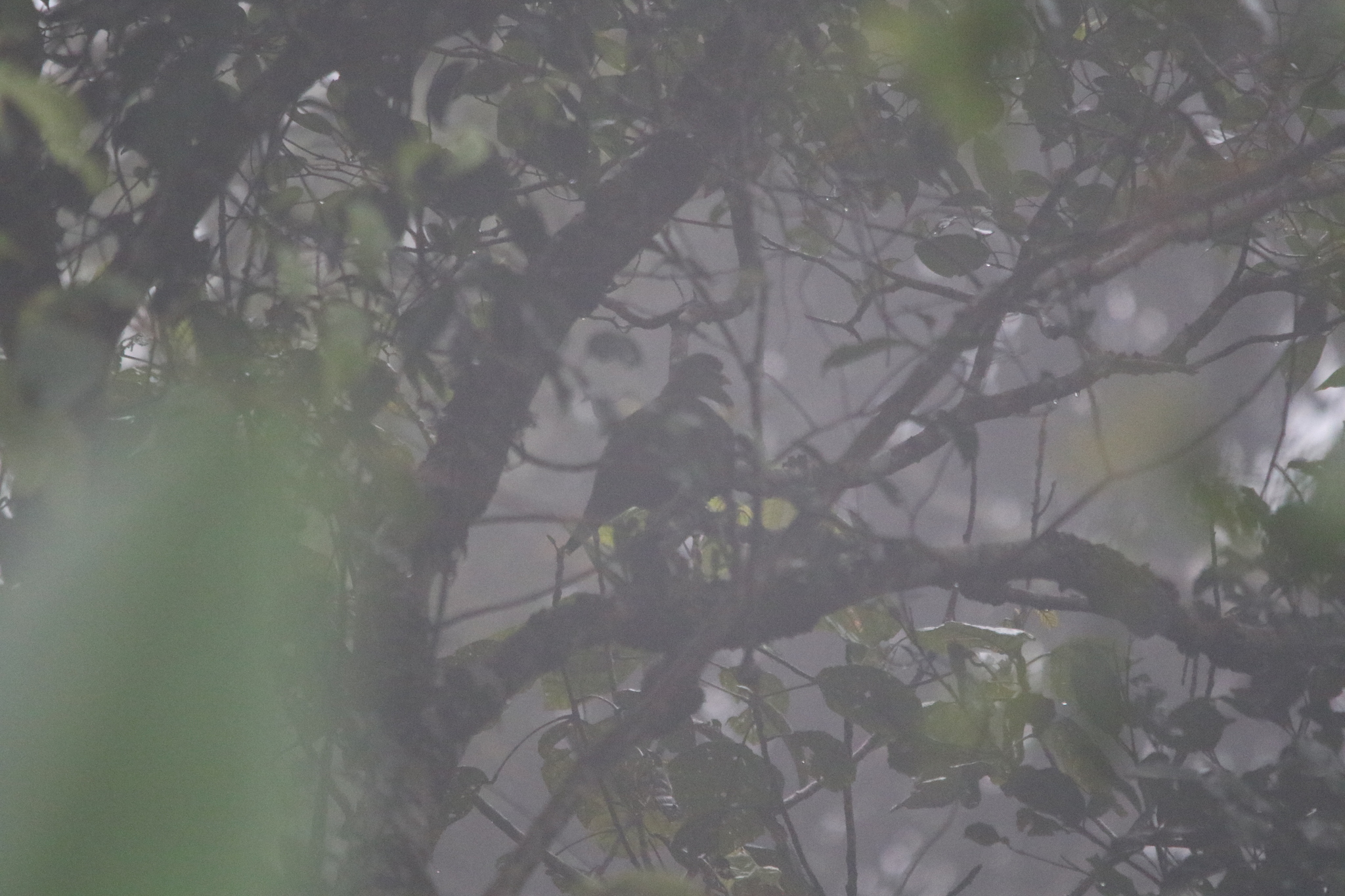 White-bibbed Fruit Dove (Ptilinopus rivoli), photo 3