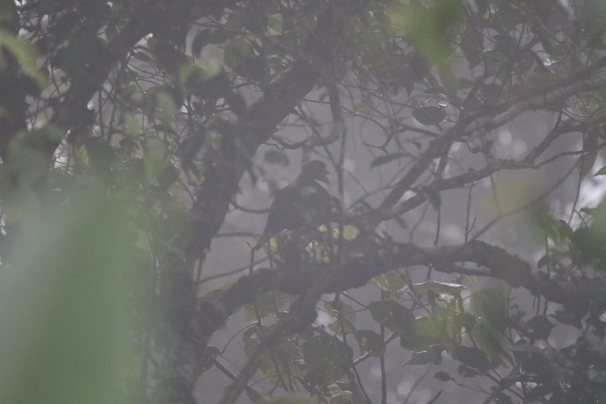 White-bibbed Fruit Dove (Ptilinopus rivoli), photo 4