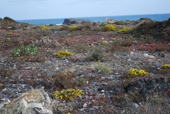 Deinandra streetsii