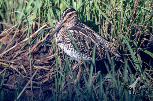 iNaturalist: (c) Nico, some rights reserved (CC BY-NC), uploaded by Nico iNaturalist image