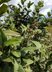 Davilla
