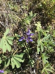 Lupinus succulentus