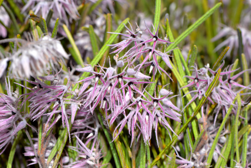 Lasiopetalum lineare