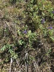 Lupinus succulentus