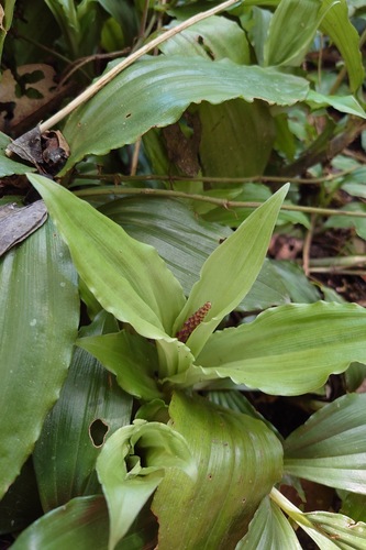 Giant Widelip Orchid (Liparis gigantea)