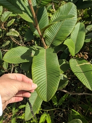 Davilla