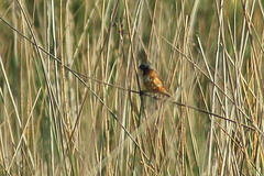 Sporophila ruficollis