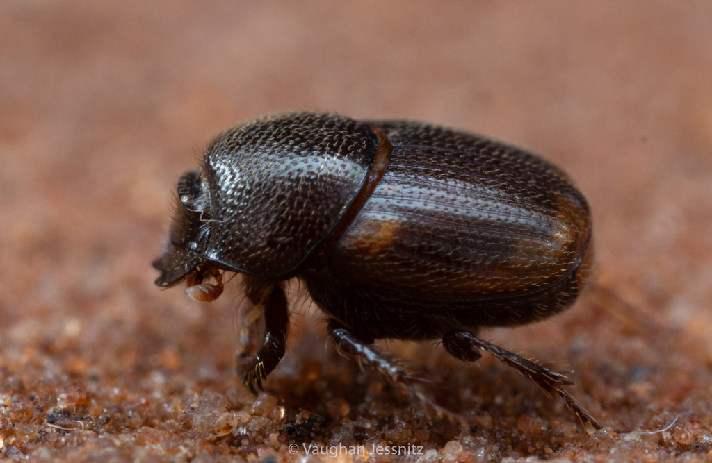 Onthophagus mactatus
