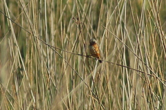 Sporophila ruficollis