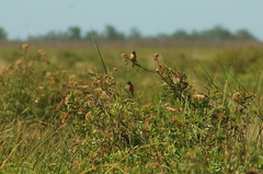 Sporophila ruficollis