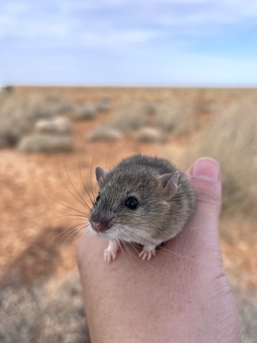 Central Short-tailed Mouse