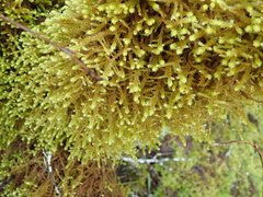 Antitrichia curtipendula