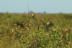 Sporophila ruficollis