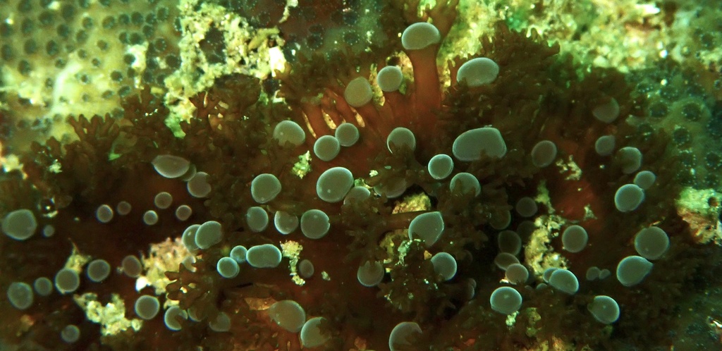 Crab anemone
