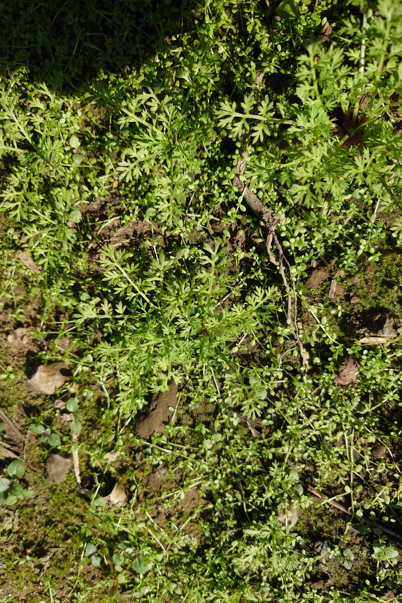 Button Burweed (Soliva anthemifolia)