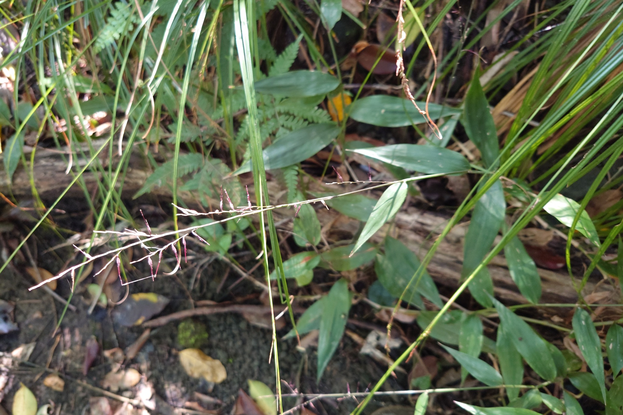 Running Mountain Grass (Oplismenus compositus)
