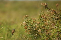 Sporophila ruficollis