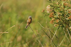 Sporophila ruficollis