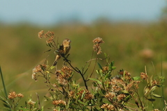 Sporophila ruficollis