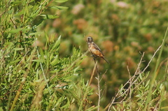 Sporophila ruficollis