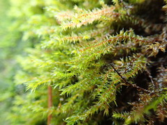 Hedwigia stellata