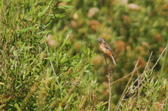 Sporophila ruficollis