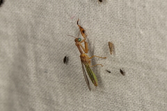 Campion tenuistrigus