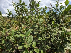 Davilla