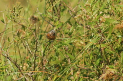 Sporophila ruficollis
