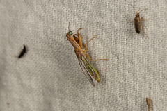 Campion tenuistrigus