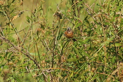 Sporophila ruficollis