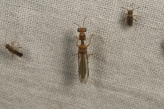 Campion tenuistrigus