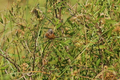 Sporophila ruficollis