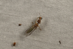 Campion tenuistrigus