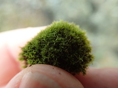 Grimmia torquata