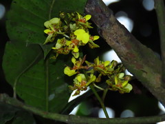 Trichocentrum