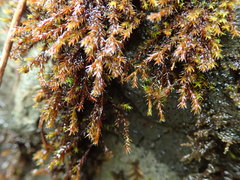 Schistidium papillosum