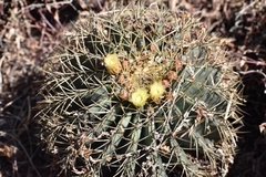 Ferocactus glaucescens