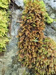 Schistidium papillosum