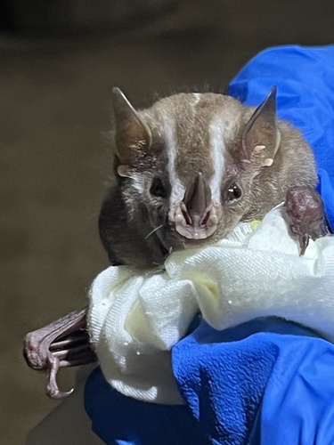 Heller's Broad-nosed Bat