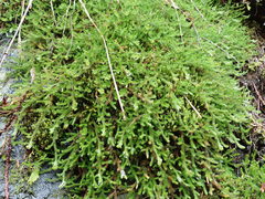 Selaginella wallacei
