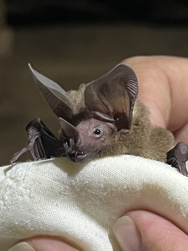 Pygmy Round-eared Bat