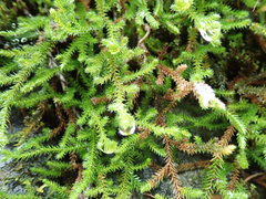 Selaginella wallacei