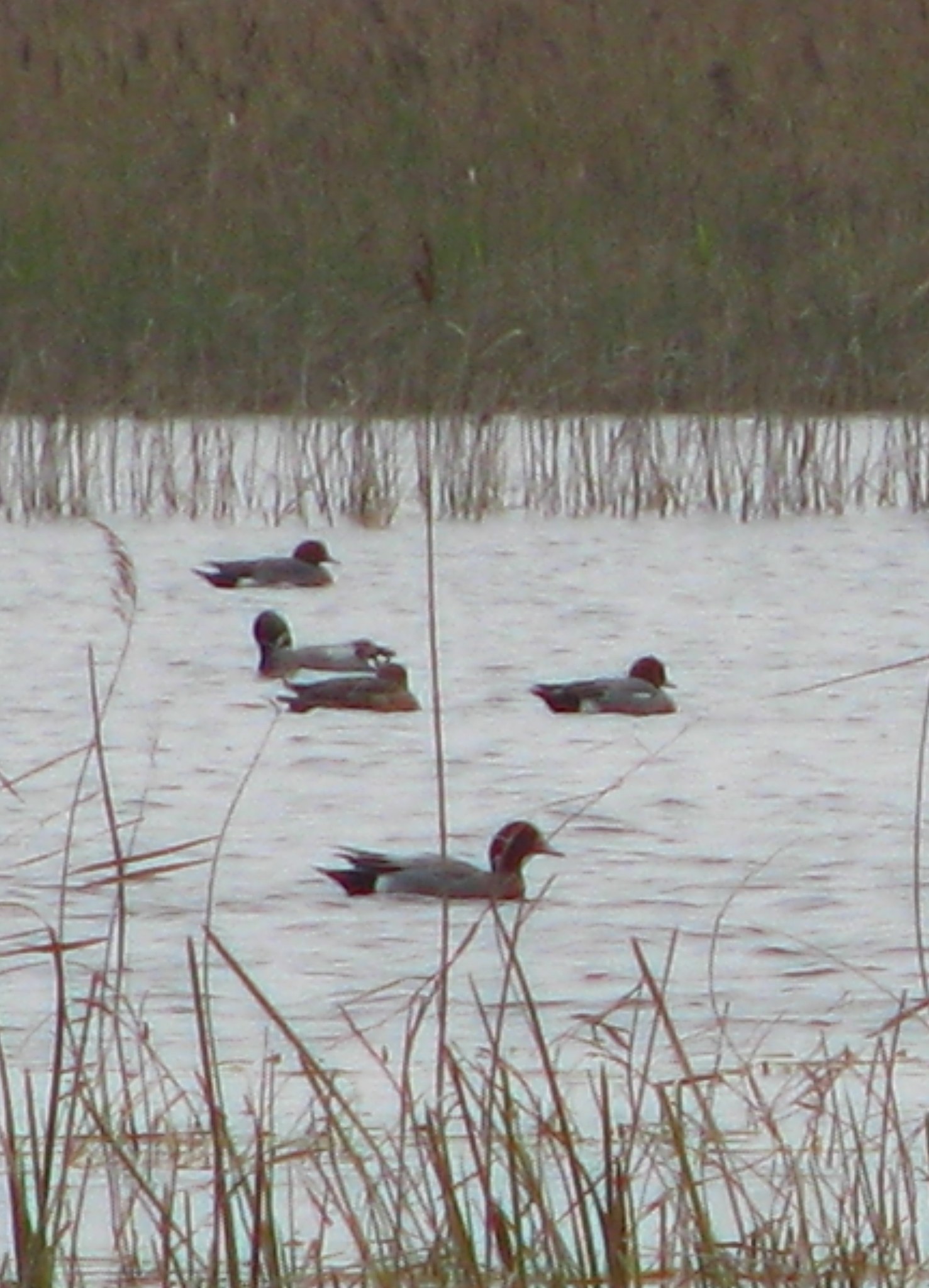 Eurasian Wigeon