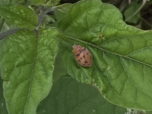 Chnootriba hirta