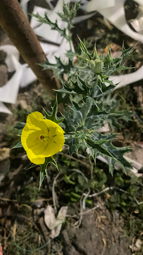 Mexican prickly poppy