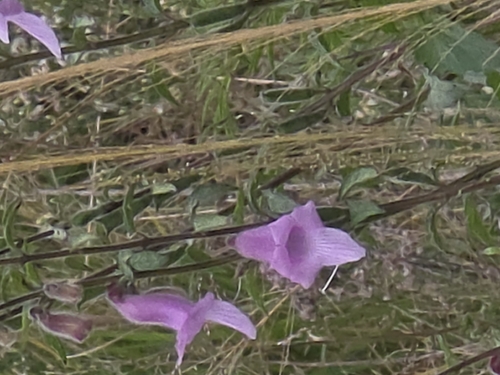 South African foxglove