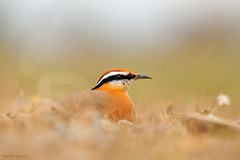 Cursorius coromandelicus