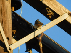 Baeolophus atricristatus